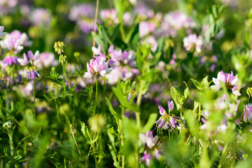 Closeup of bright Coronilla rose flowers. selective focus. summer time