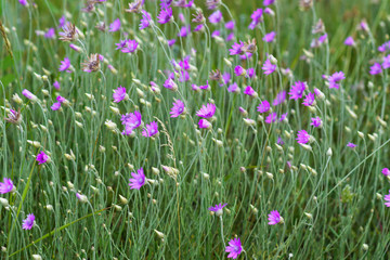 Fototapeta premium Natural pattern of liliac wildflowers. selective focus. 