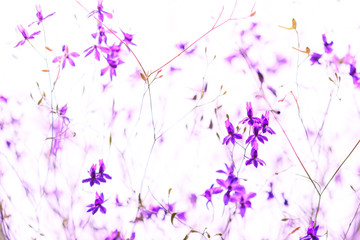 Natural  pattern of violet wildflowers on white background. selective focus. 