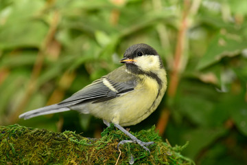 Fototapeta premium birds