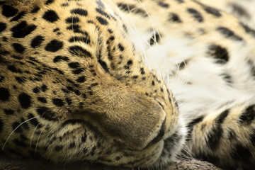 Amur leopard close up