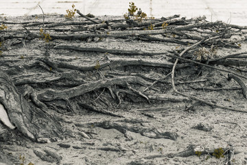 Long massive roots of a large old tree