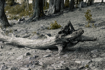 Large dry log on the ground. A large log in the middle of the forest among the trees