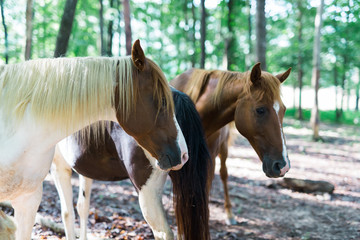 American Paint Pony Quarter Horse and Saddle Bred