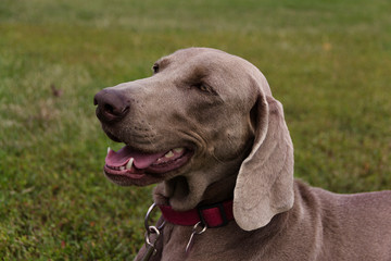 Beautiful purebred smart dogs for the show, the best