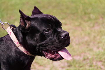 Beautiful purebred smart dogs for the show, the best