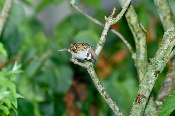 birds