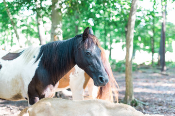 Obraz premium American Paint Pony Quarter Horse and Saddle Bred