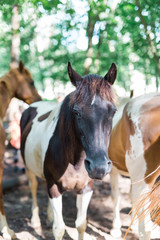 Obraz premium American Paint Pony Quarter Horse and Saddle Bred