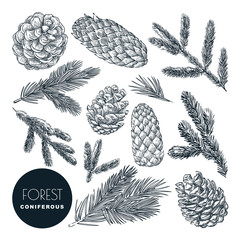 Pine and spruce tree branches and cones set. Vector sketch hand drawn illustration. Christmas, New Year design elements