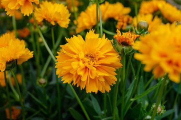 close up of colorful flower in bright day