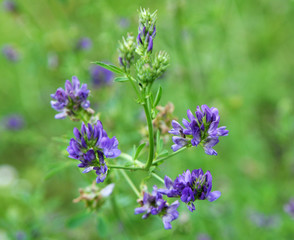The field is blooming alfalfa