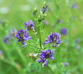 The field is blooming alfalfa