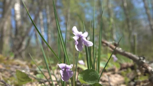 Viola palustris (Marsh Violet or Alpine Marsh Violet) Middle Eastern boreal wetland species