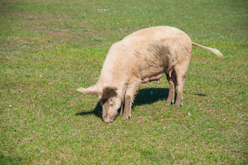 Pig farm. Pigs in field