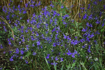 wild random flowers blooming in nature with green foliage in meadow field - vintage retro film look