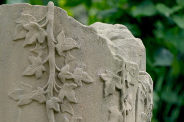 Efeu auf Grabstein