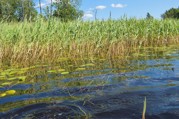 High aquatic green natural beautiful plants bushes grass reeds against the backdrop of the river bank and blue sky