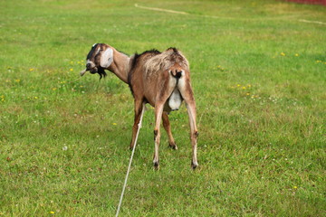 goat on green grass