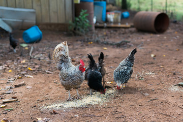 Free Range Chickens
