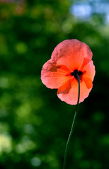 poppy flower daylight sunny day