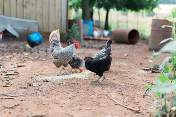 Free Range Chickens
