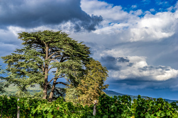 Ruedesheim Schloss Johannisberg, GERMANY, October 01, 2018: Schloss Johannisberg castle Rheingau