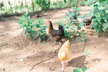 Free Range Chickens