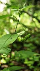 berries