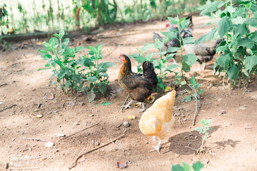 Free Range Chickens
