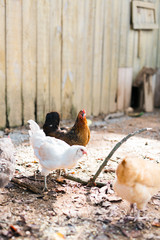 Free Range Chickens