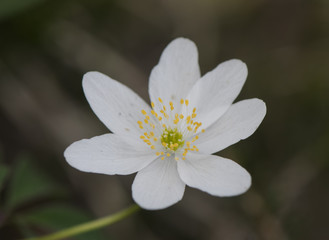 Obraz na płótnie Canvas Anemone nemorosa delicate white alpine flower