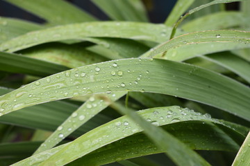 Fresh grass with dew drops in the morning.