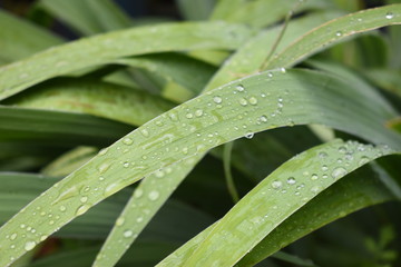 Fresh grass with dew drops in the morning.