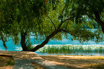 A beach with a path to the lake and a big tree in front of it