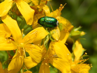 Chrysomelidae