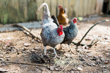 Free Range Chickens