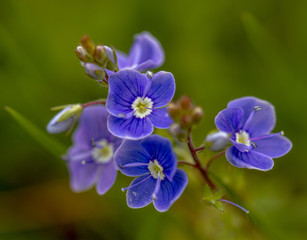 Naklejka premium blue flowers on green background