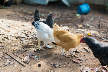 Free Range Chickens
