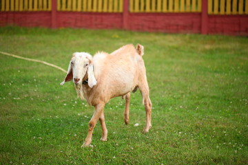 Obraz premium goat on green grass