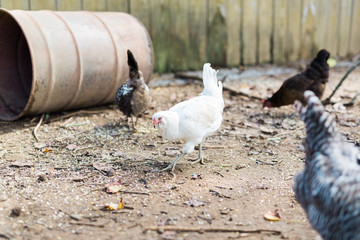 Leghorn Chicken in Yard