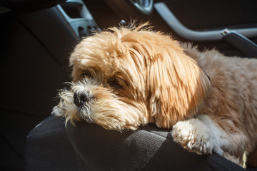 Lhasa Apso dog lying on the front seat of a car
