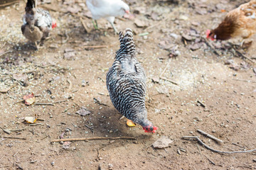 Plymouth Rock Chicken