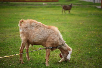 goat on green grass