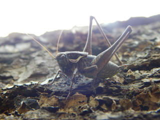 Cricket
