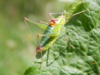 Cricket