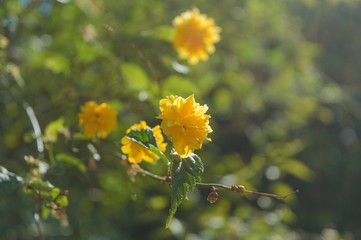 yellow flower in the garden