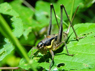 Cricket