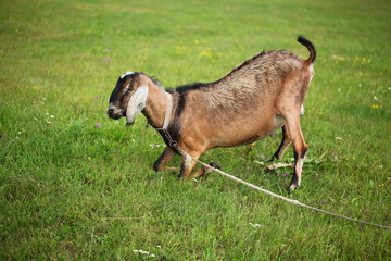 goat on green grass