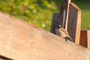A lonely sparrow stands on a wooden fence